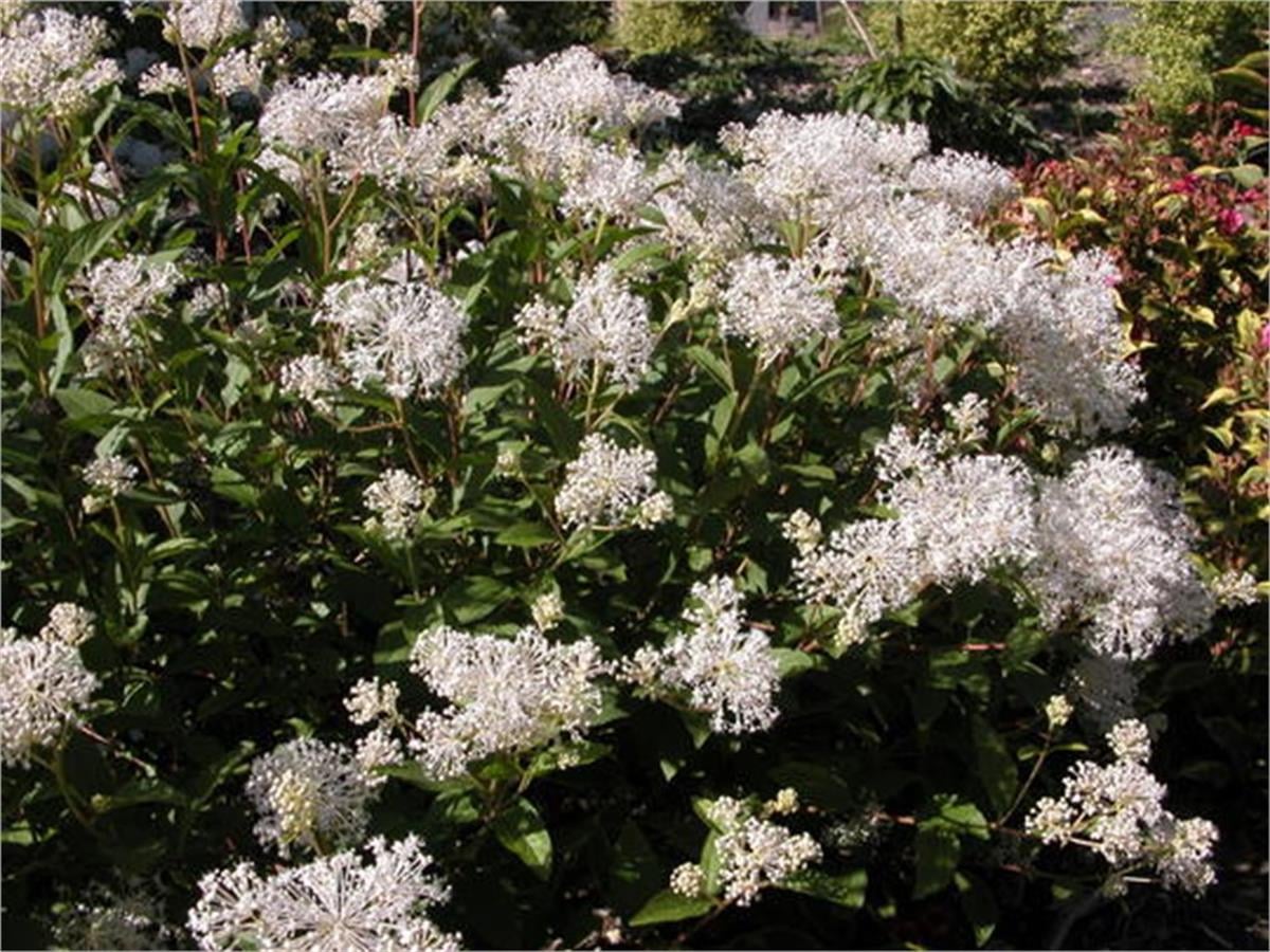 Ceanothus pallidus Perle de jade Beyaz mavi kese çiçeği fidanı