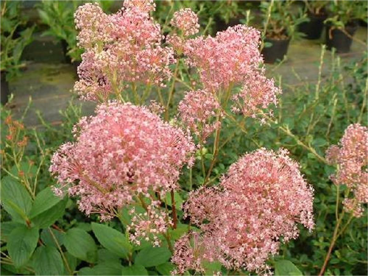Ceanothus pallidus Perle rose Pembe Kese Çiçeği fidanı
