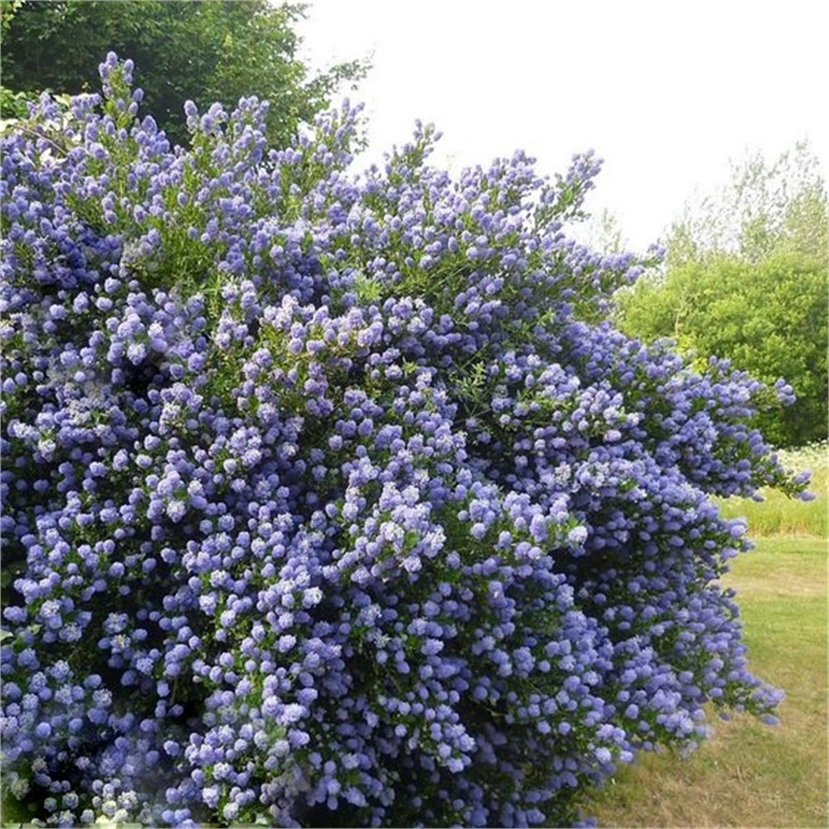 Ceanothus Skylark Mavi Kese Çiçeği fidanı