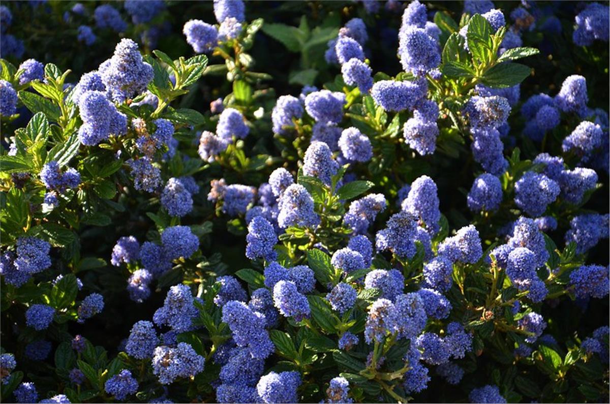 CEANOTHUS thyrsiflorus Variegatus Alaca Yapraklı Mavi Kese Çiçeği Fidanı