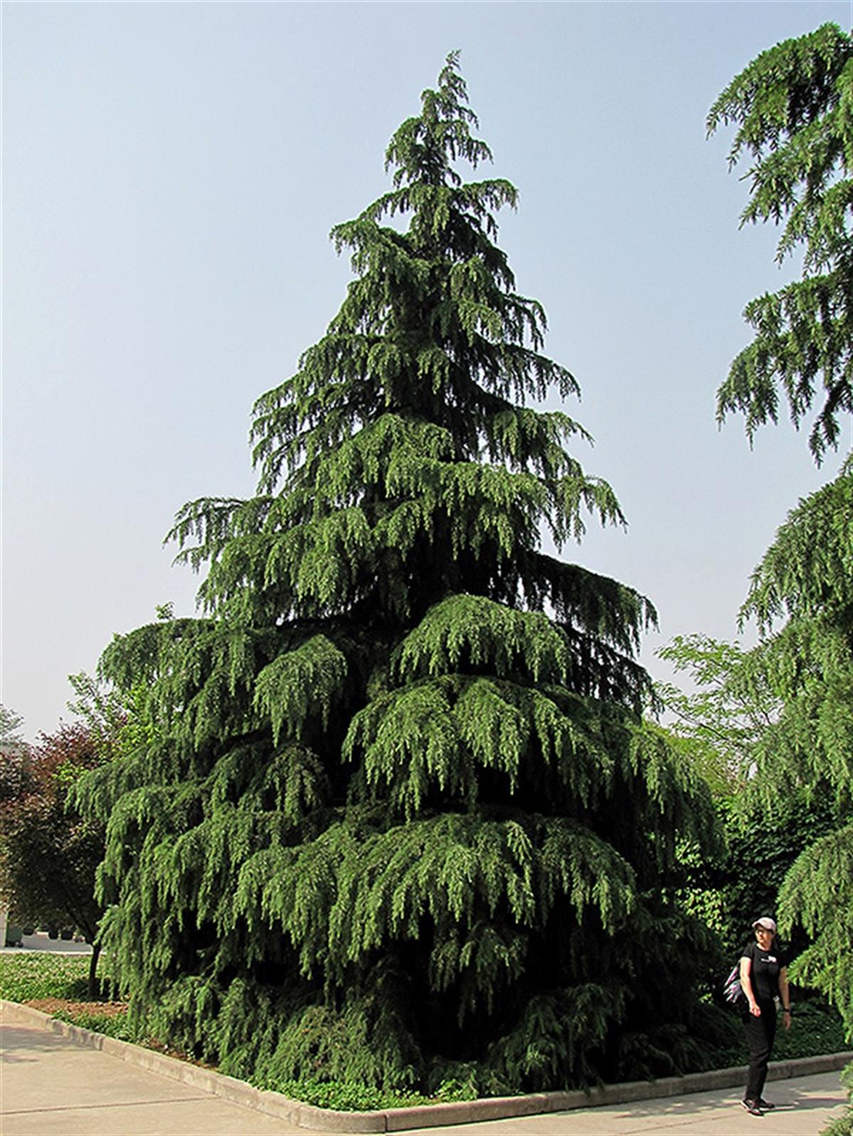 Cedrus deodora Himalaya Sediri fidanı