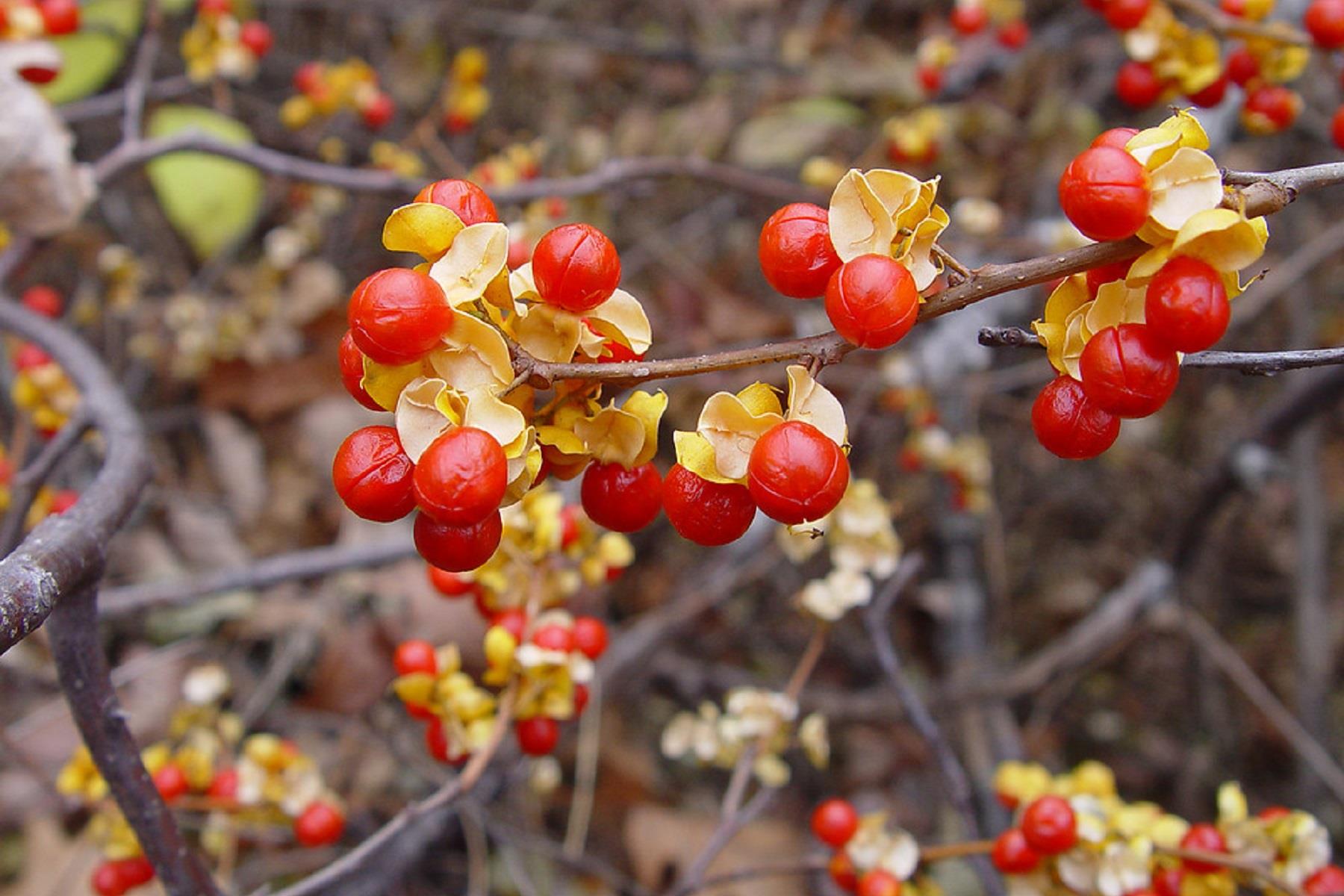 Celastrus orbiculatus Diana Yaban yasemini fidanı