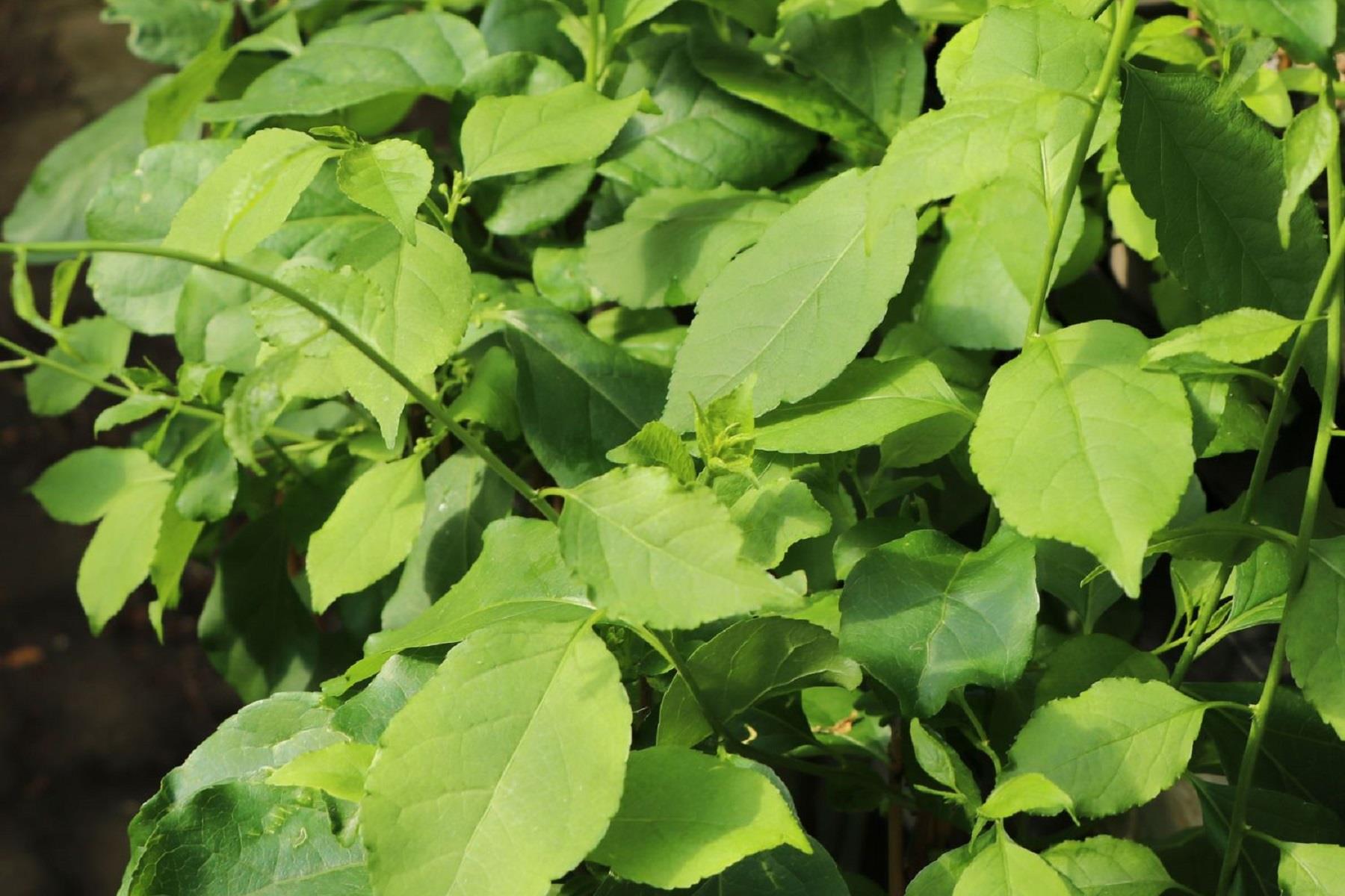 Celastrus orbiculatus Hercules Yaban yasemini fidanı