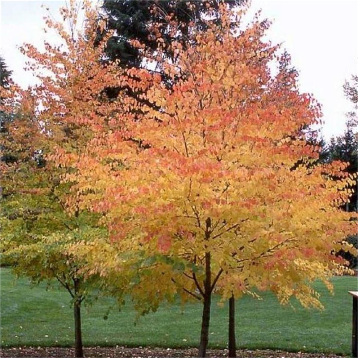 Cercidiphyllum japonicum Katsura ağacı fidanı
