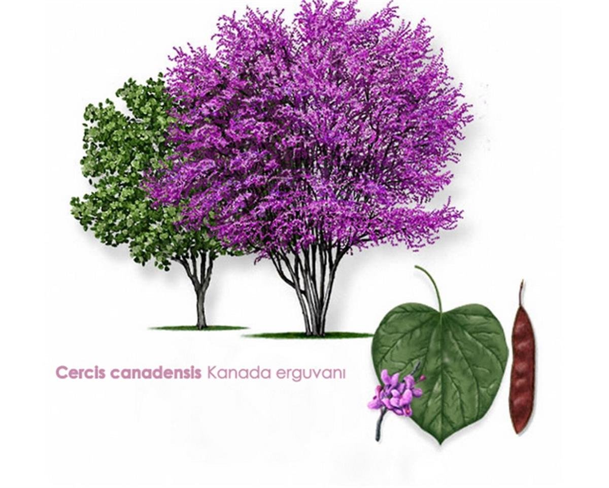 Cercis canadensis Kanada Erguvan fidanı