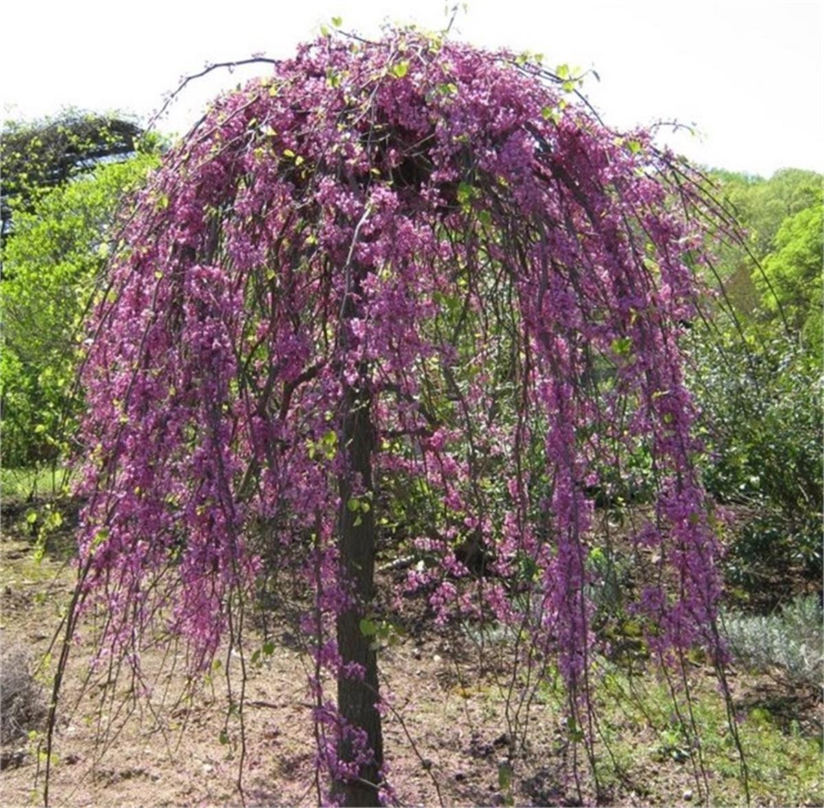 Cercis canadensis Lavender Twist Helezon Erguvan fidanı