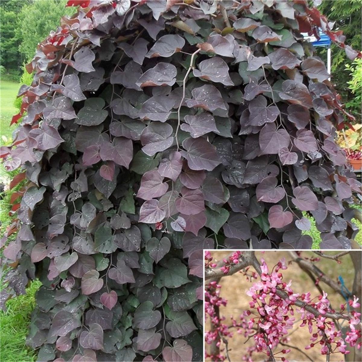 Cercis canadensis Ruby Falls Sarkıcı Kırmızı Erguvan fidanı