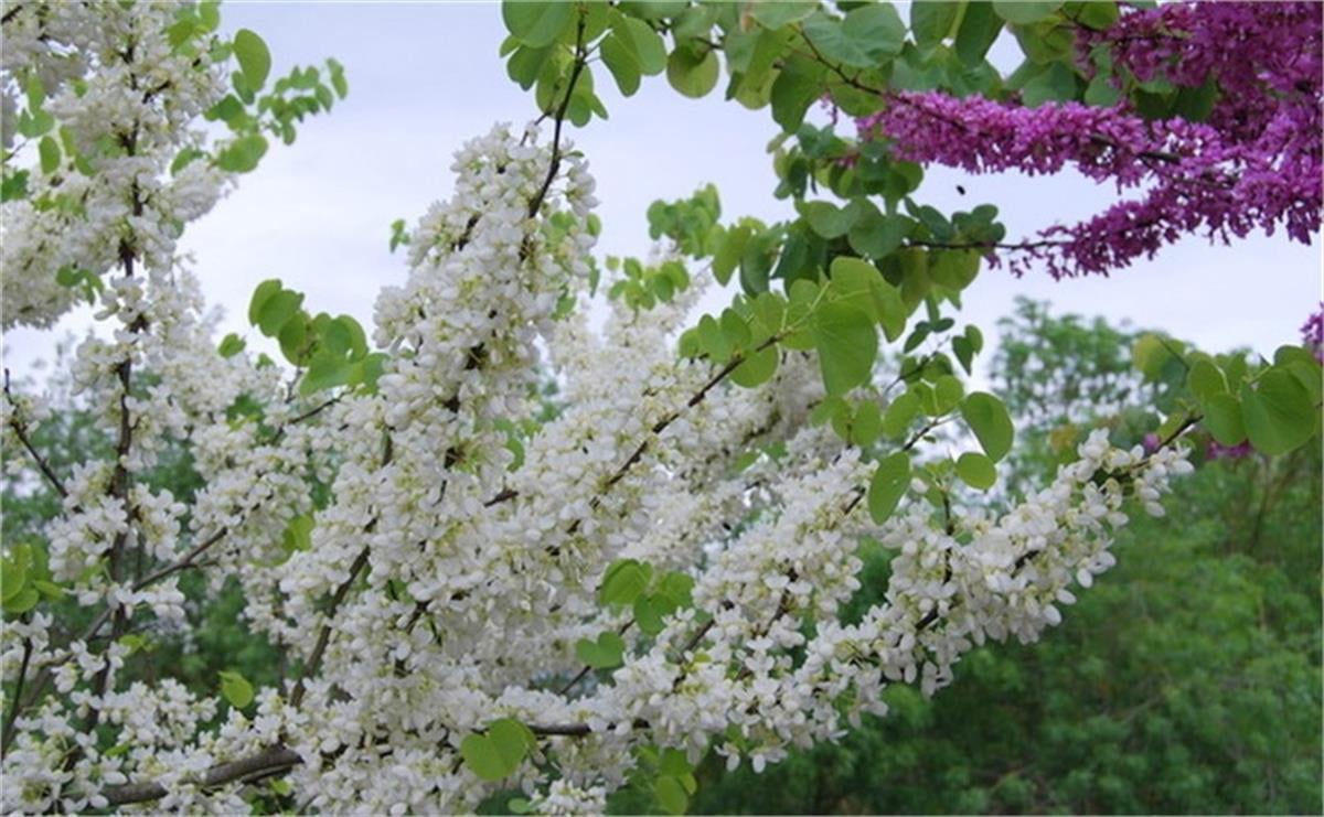 Cercis siliquastrum Album beyaz erguvan fidanı