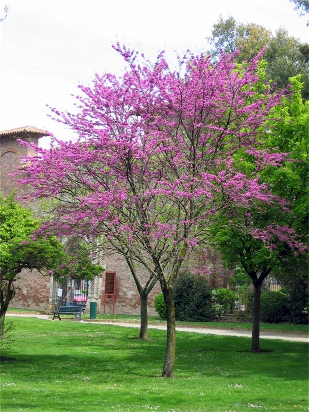 Cercis siliquastrum Erguvan fidanı