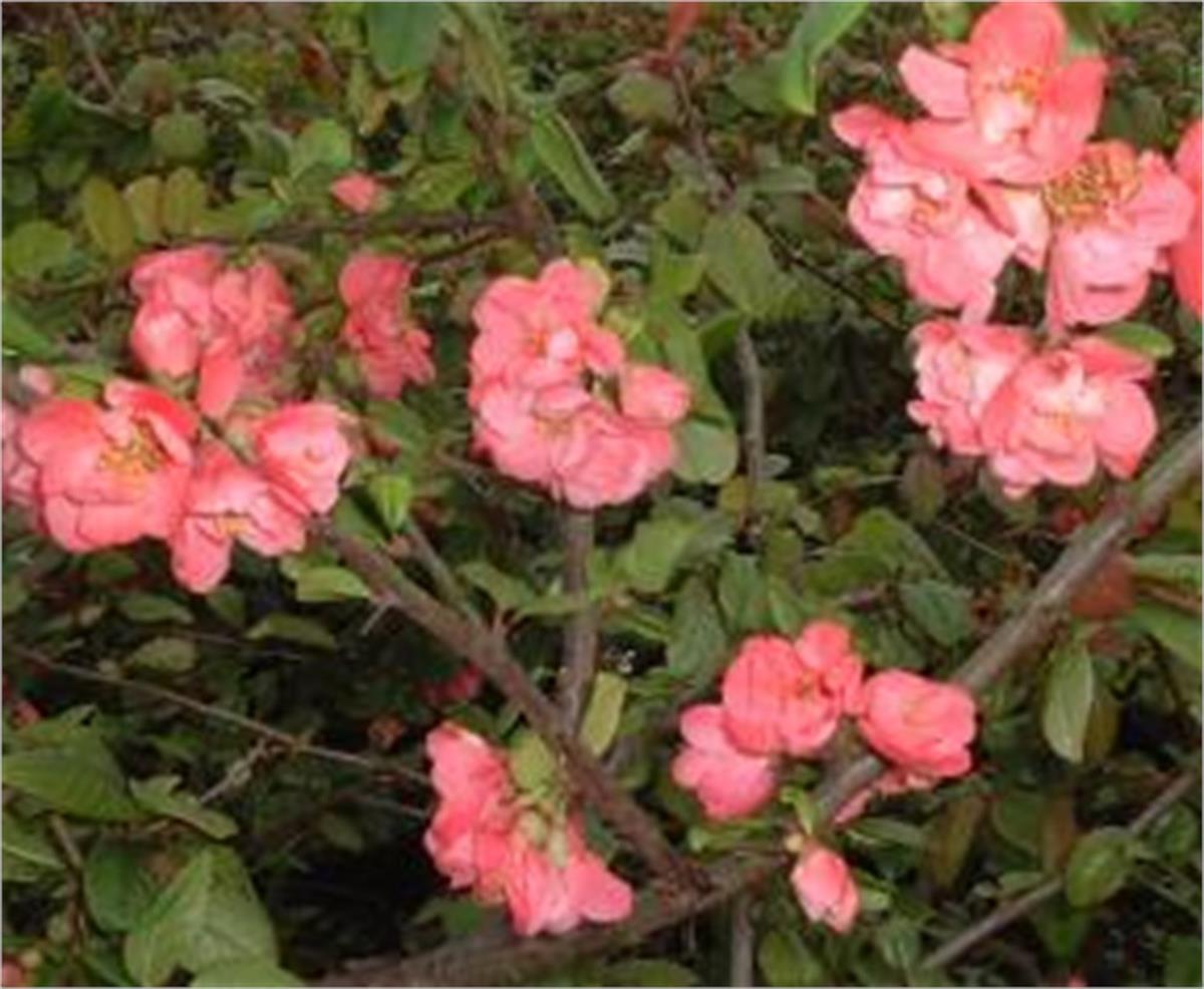 Chaenomeles sp. Falconnet Charlet bahar dalı süs ayvası