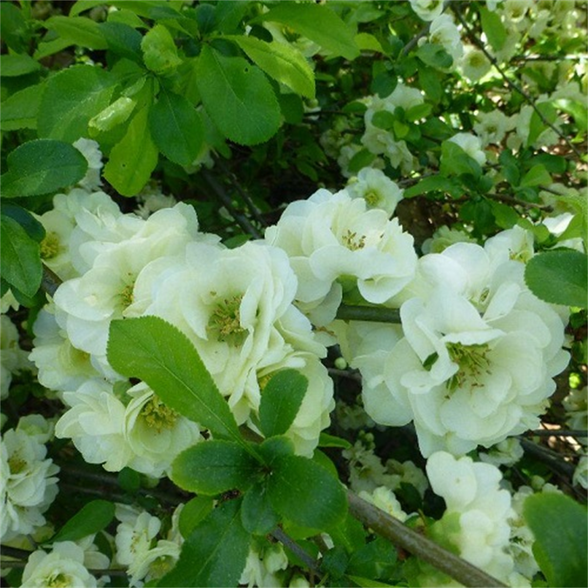 Chaenomeles spec. Yukigoten Japon Ayvası, Bahar Dalı fidanı