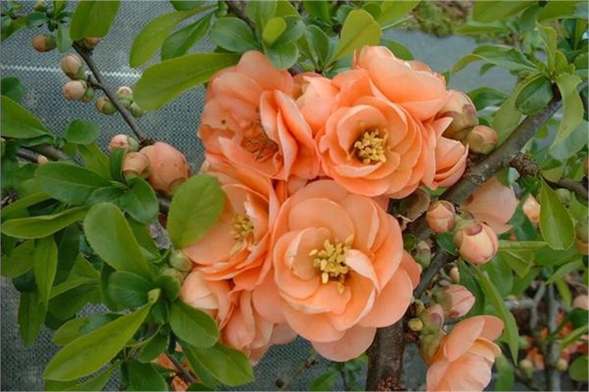 Chaenomeles superba Cameo Bahar dalı süs ayvası fidanı