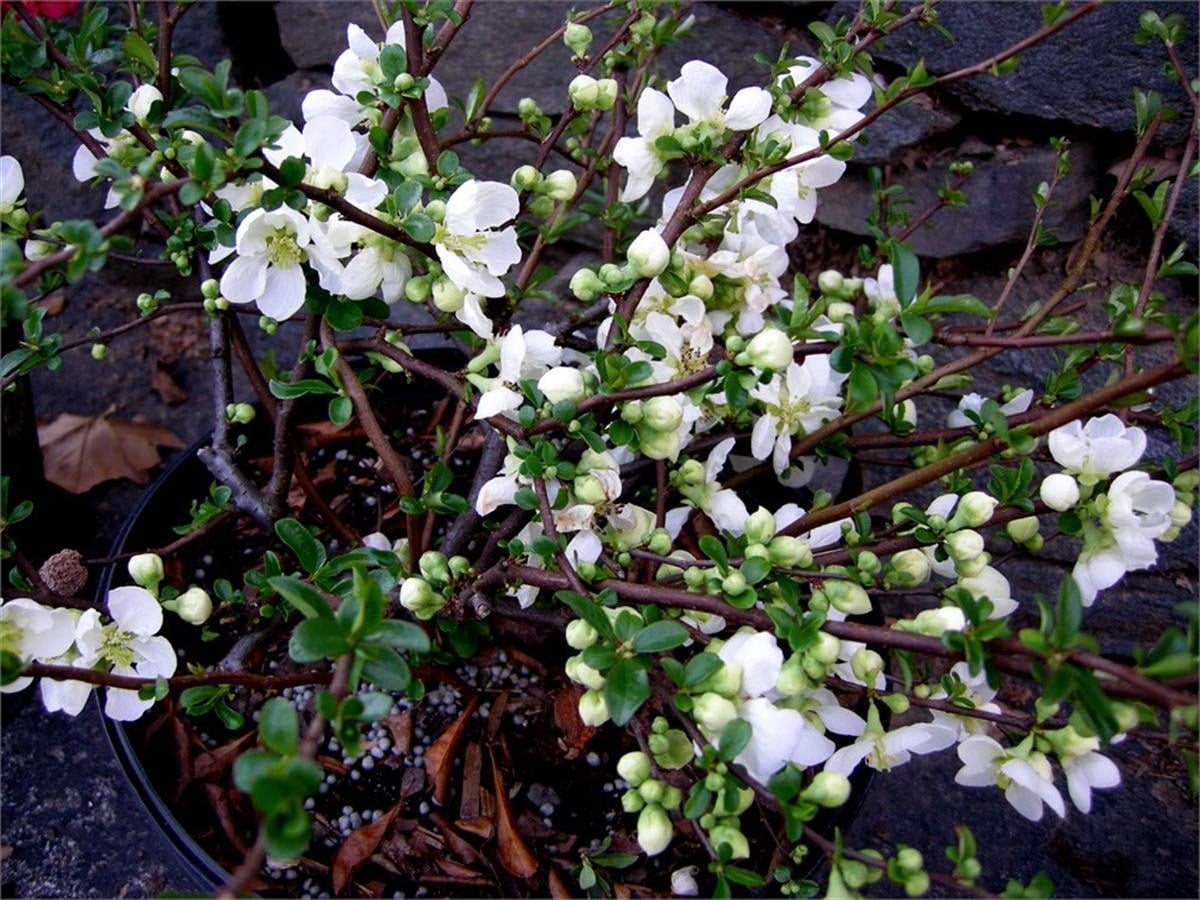 Chaenomeles superba Jet trail Bahar dalı süs ayvası fidanı