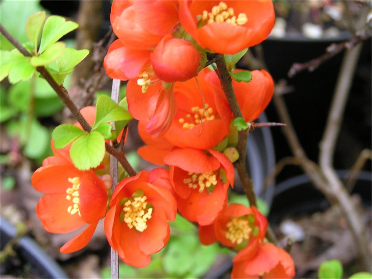 Chaenomeles superba Orange beauty bahar dalı süs ayvası fidanı