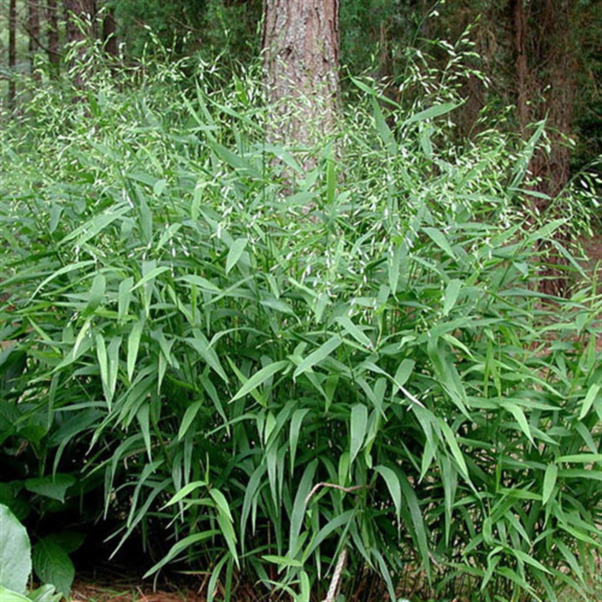 Chasmanthium latifolium Kazmantiyum