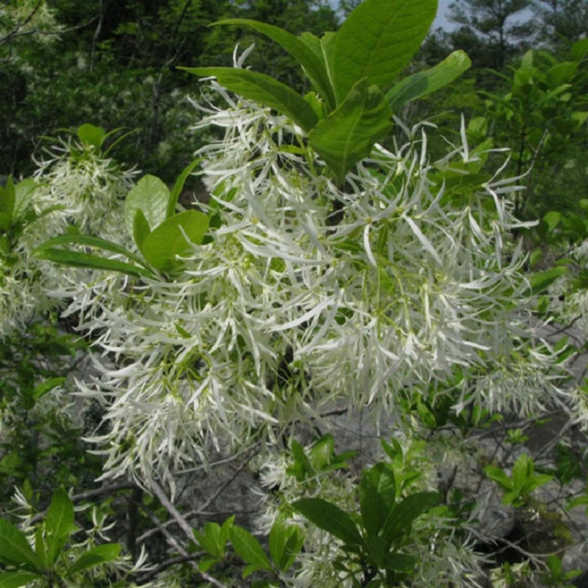 Chionanthus virginicus Beyaz Saçak Ağacı fidanı