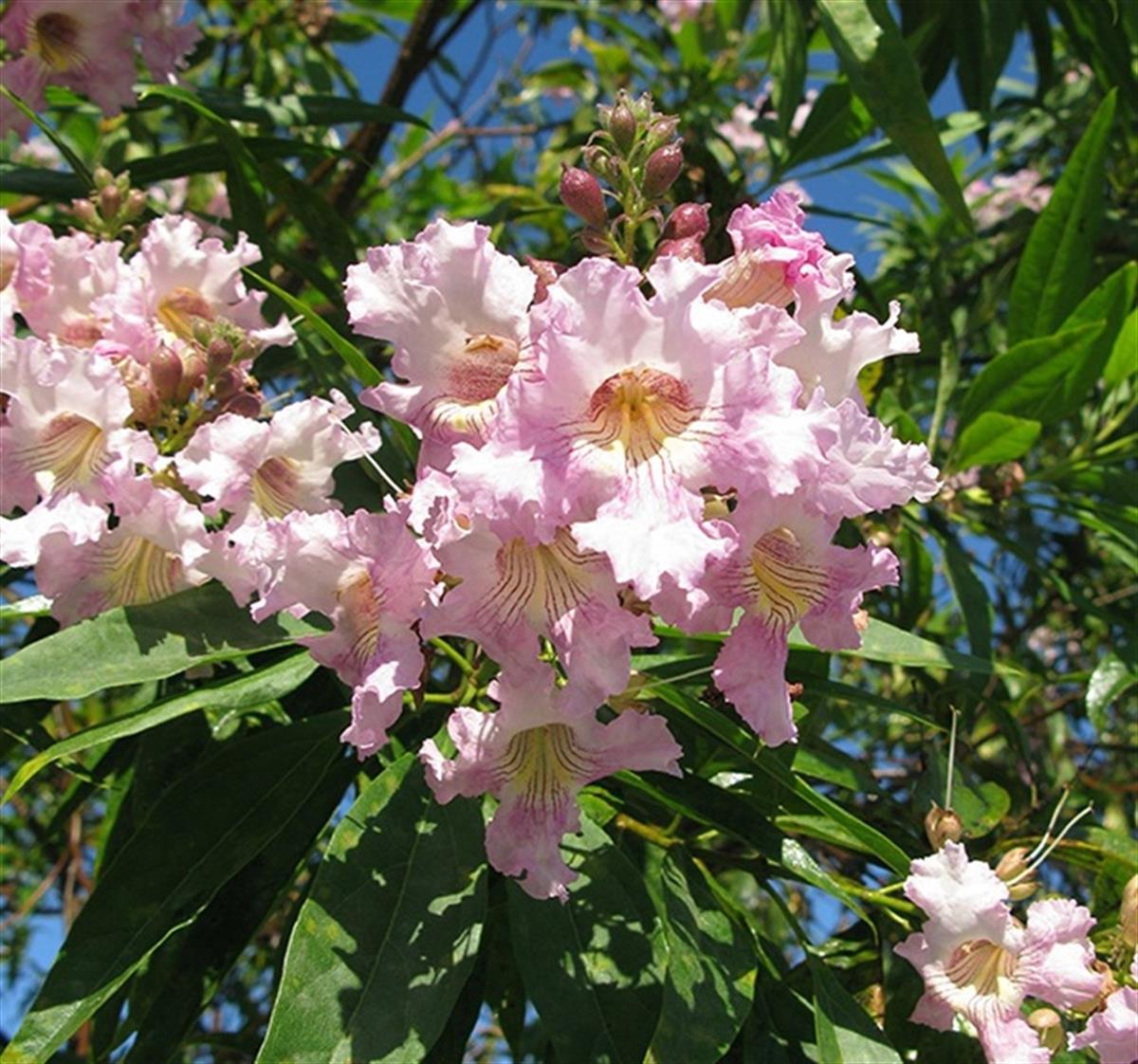 Chitalpa tashkentensis Pink Dawn