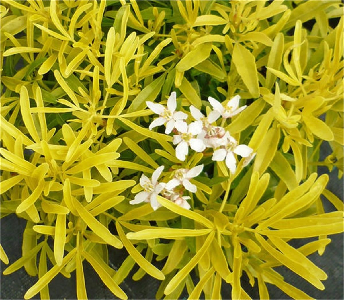 Choisya x dewitteana Aztec gold meksika portakal çiçeği fidanı