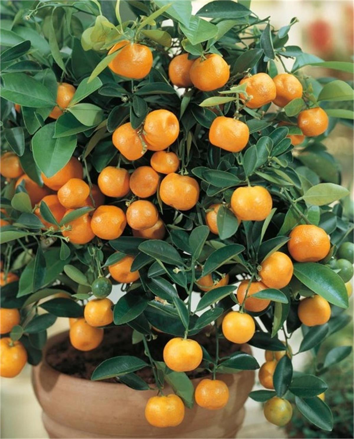Citrofortunella microcarpa Calamondin KALAMONDİN fidanı