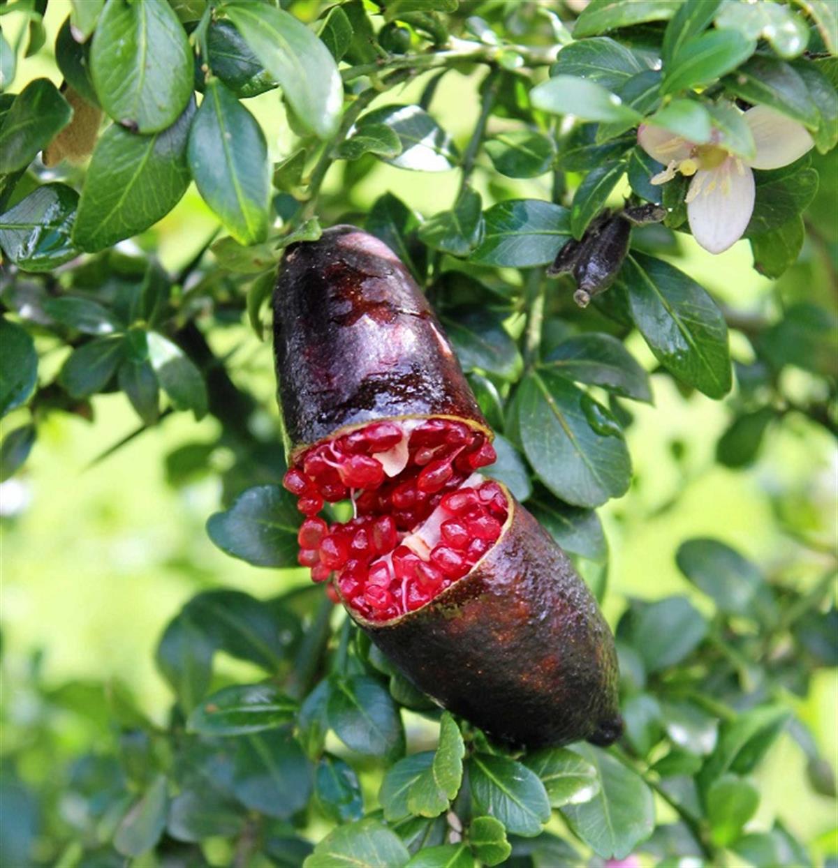 Citrus australasica Red Champagne Kırmızı Parmak Limon fidanı