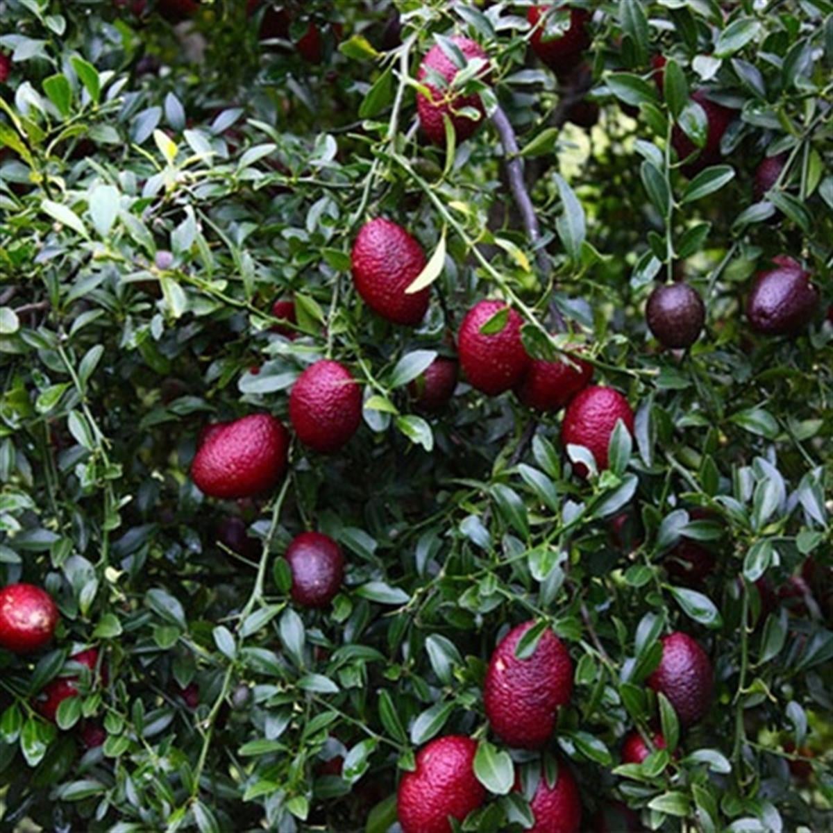 Citrus blood Lime Kırmızı Lime fidanı