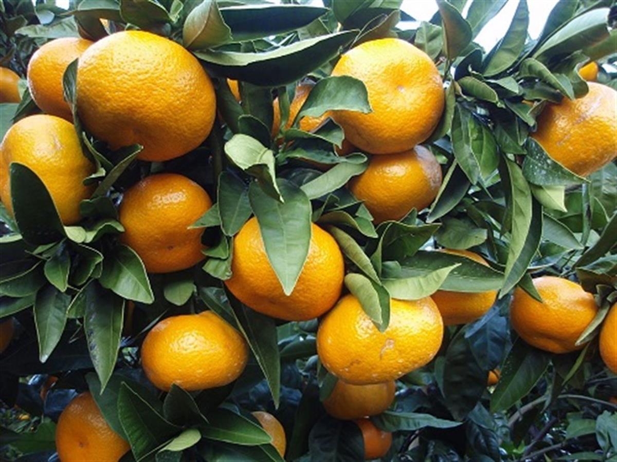 Citrus unshiu Satsuma Mandalin fidanı