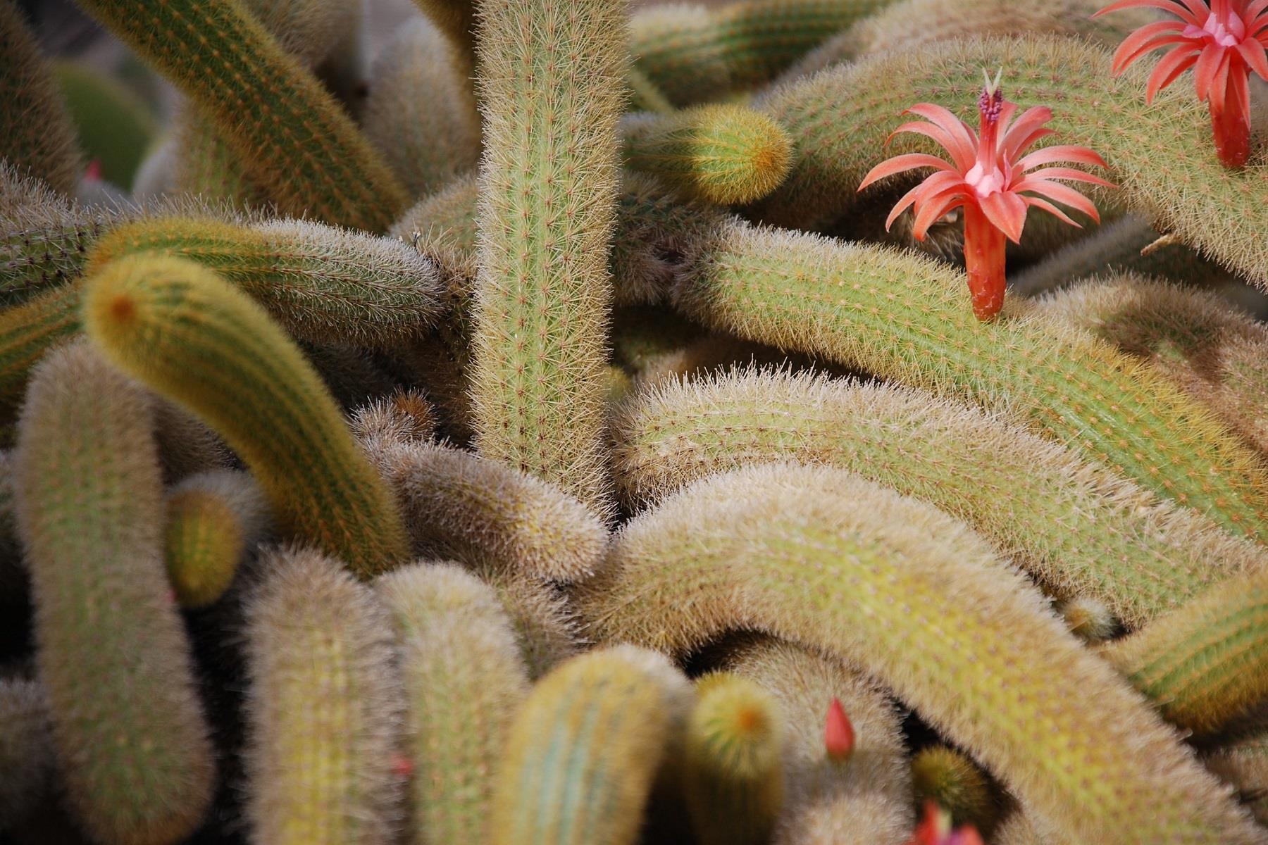 Cleistocactus winteri Altın Maymun Kuyruğu Kaktüsü