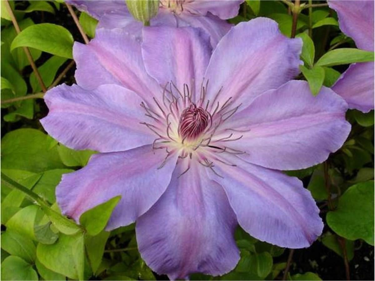 Clematis Orman Asması fidanı - Baltyk