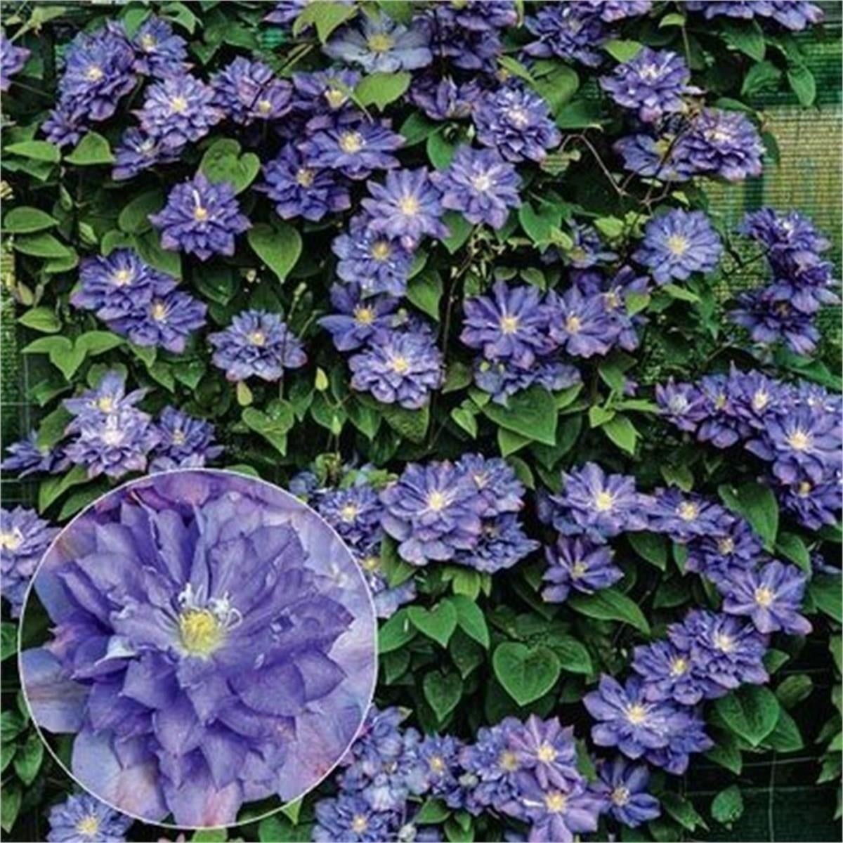 Clematis Orman Asması fidanı - Blue explosion