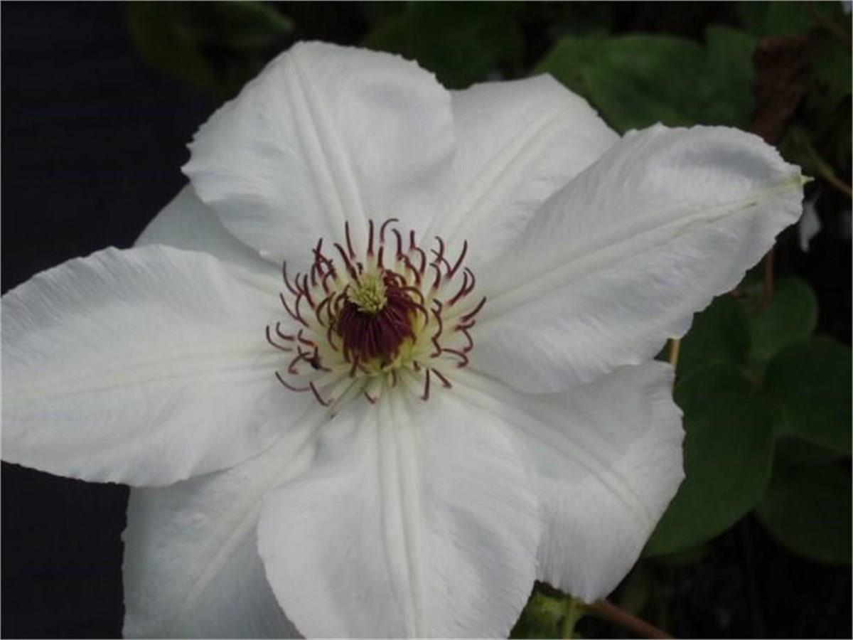 Clematis Orman Asması fidanı - Crolowa Jadwiga