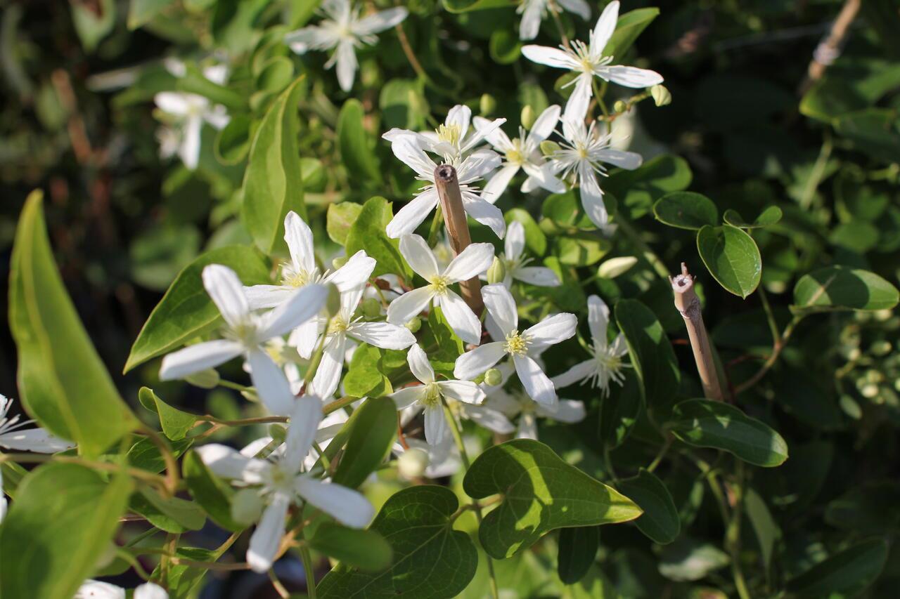 Clematis Orman Asması fidanı - Early Snow