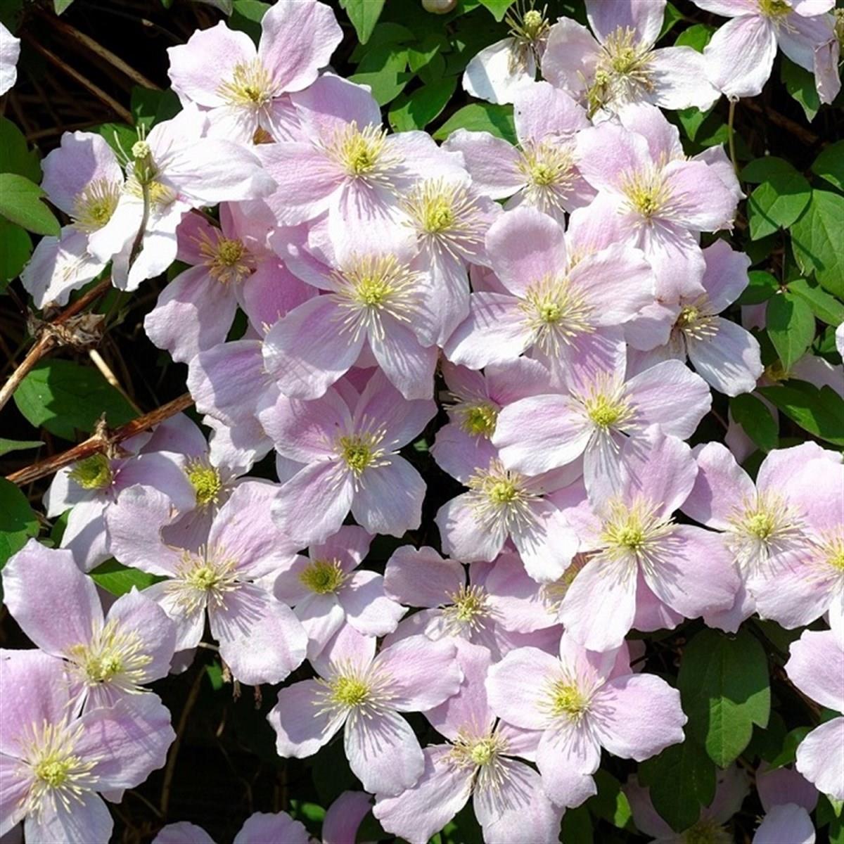 Clematis Orman Asması fidanı - Fragrant Spring Kokulu