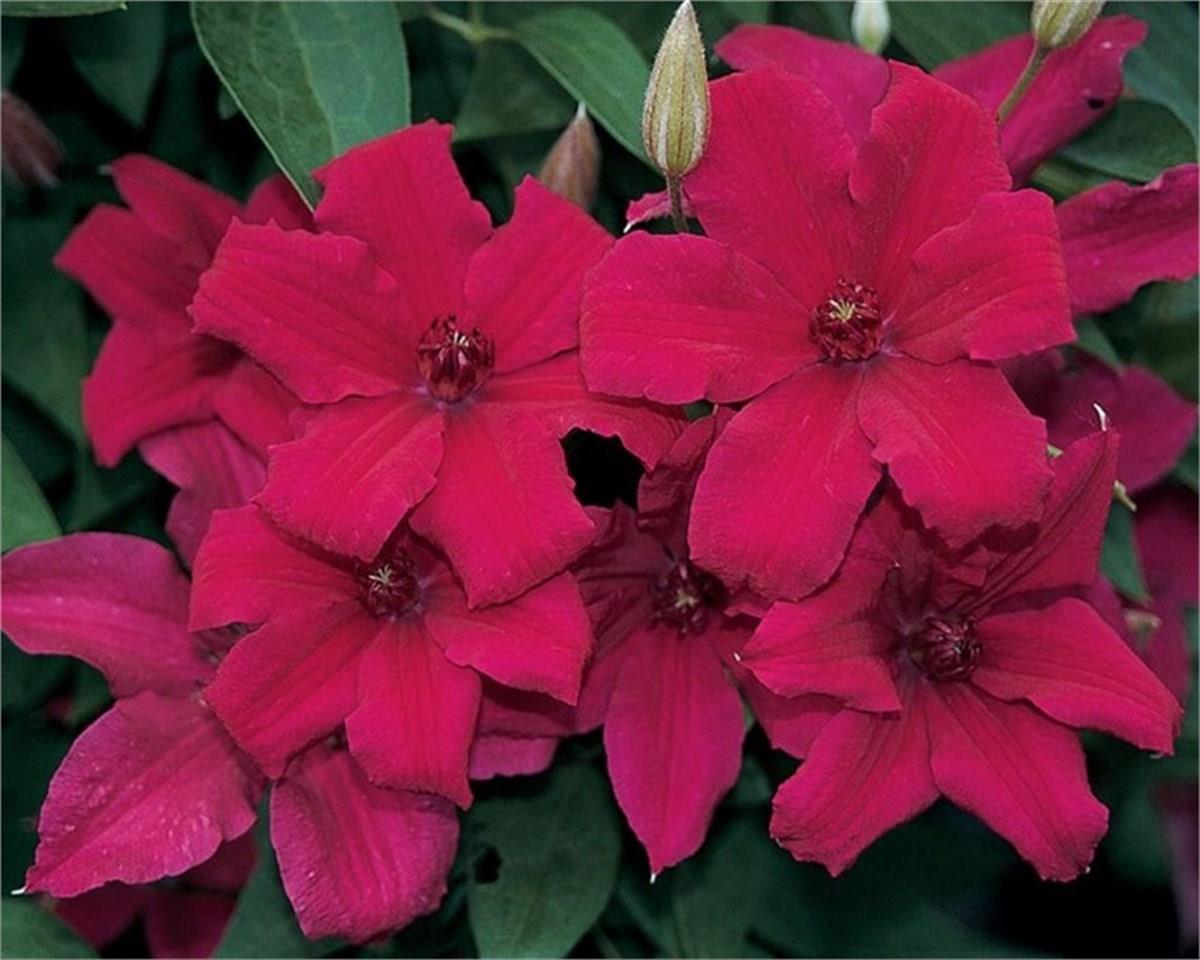 Clematis Orman Asması fidanı - Kardynal Wyszynski