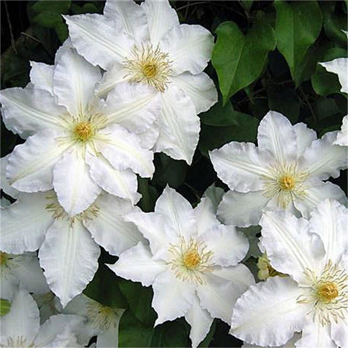 Clematis Orman Asması fidanı - Marie boisselot