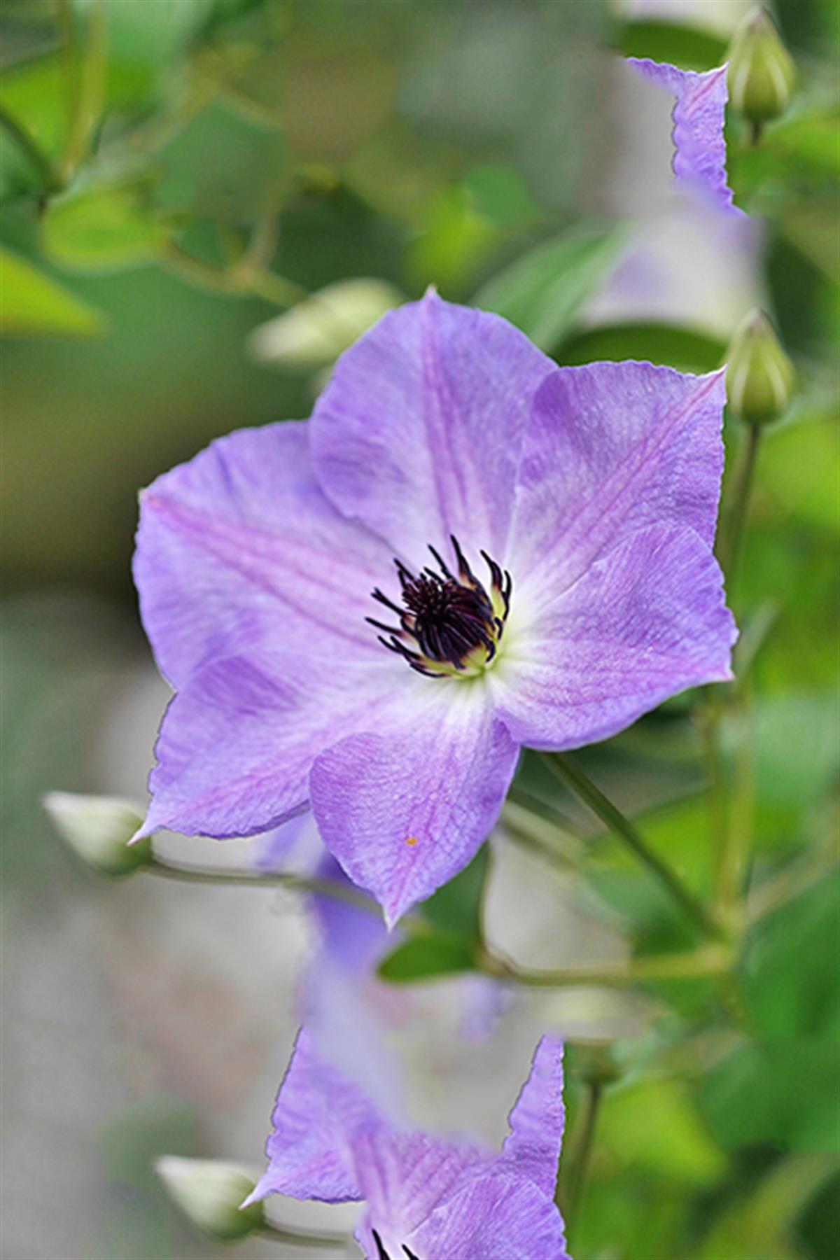 Clematis Orman Asması fidanı - Morning Sky