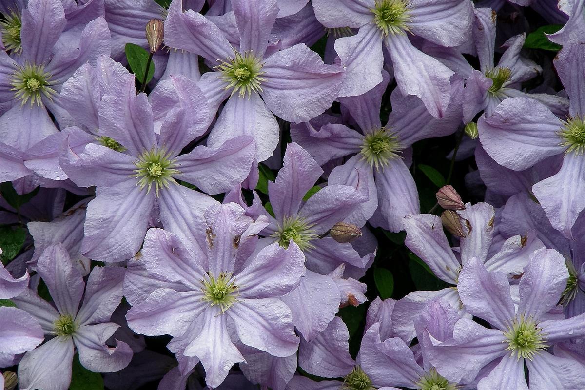 Clematis Orman Asması fidanı - Prince Charles - 0-40 cm