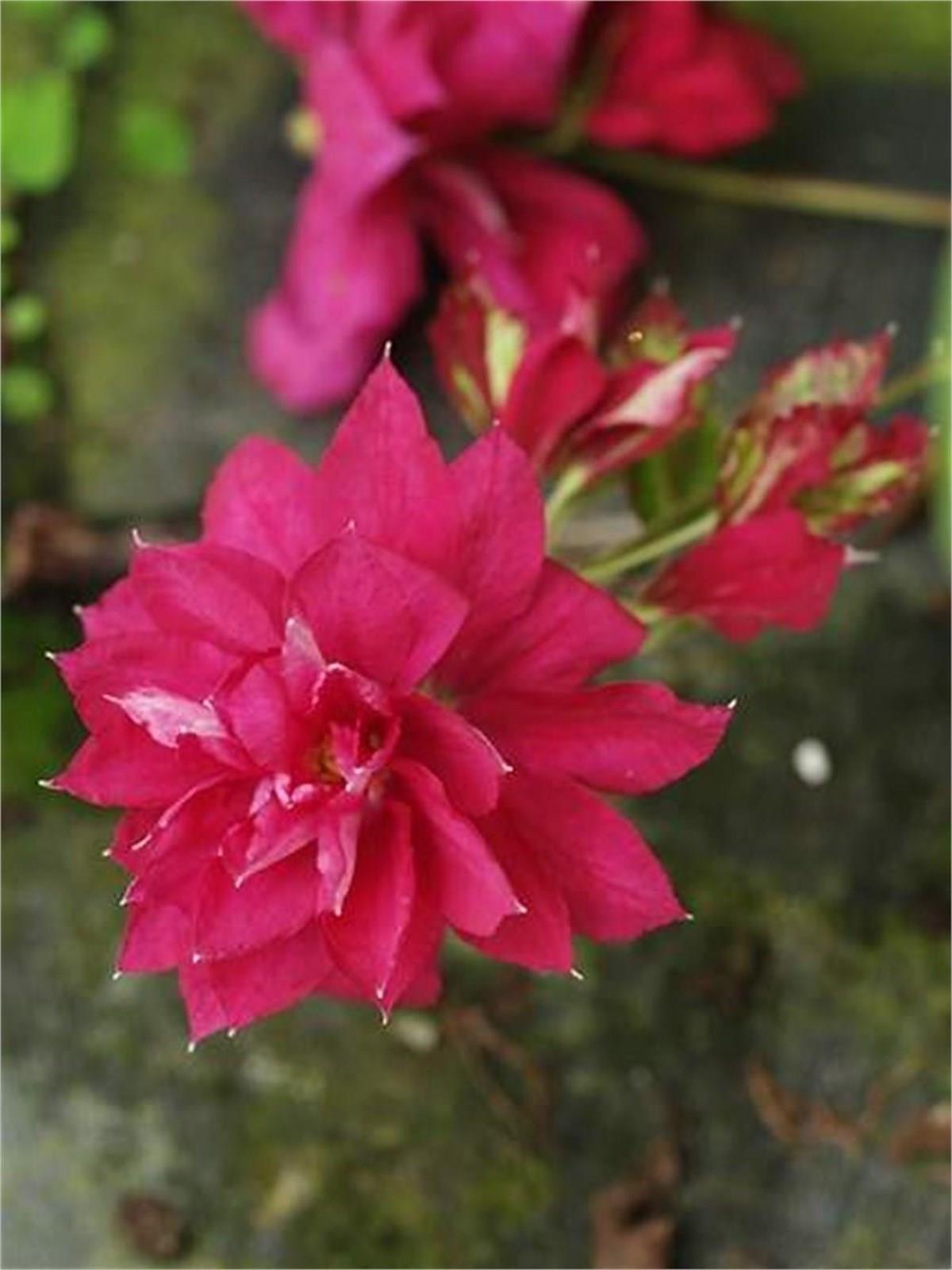 Clematis Orman Asması fidanı - Red Star