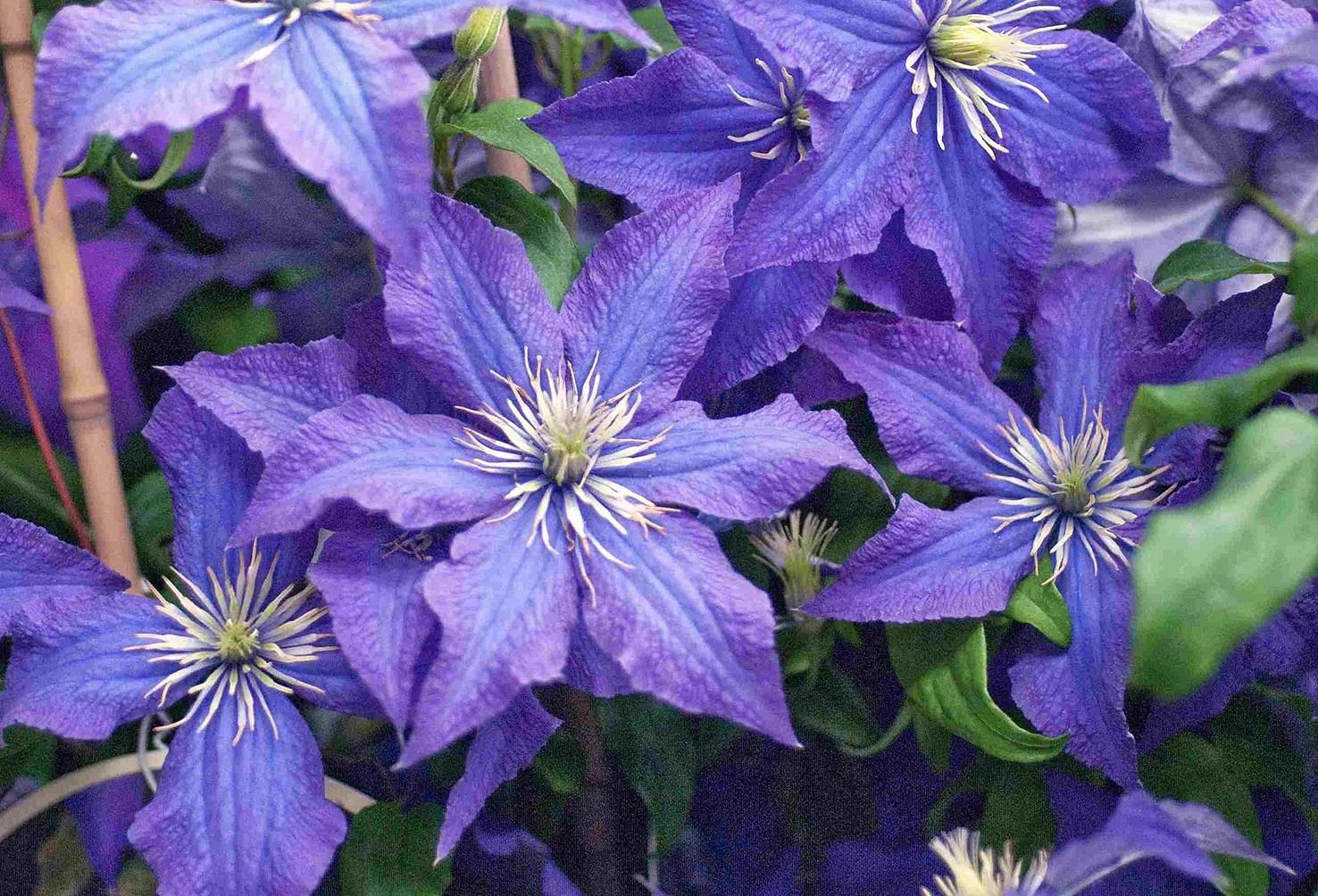 Clematis Orman Asması fidanı - Rhapsody