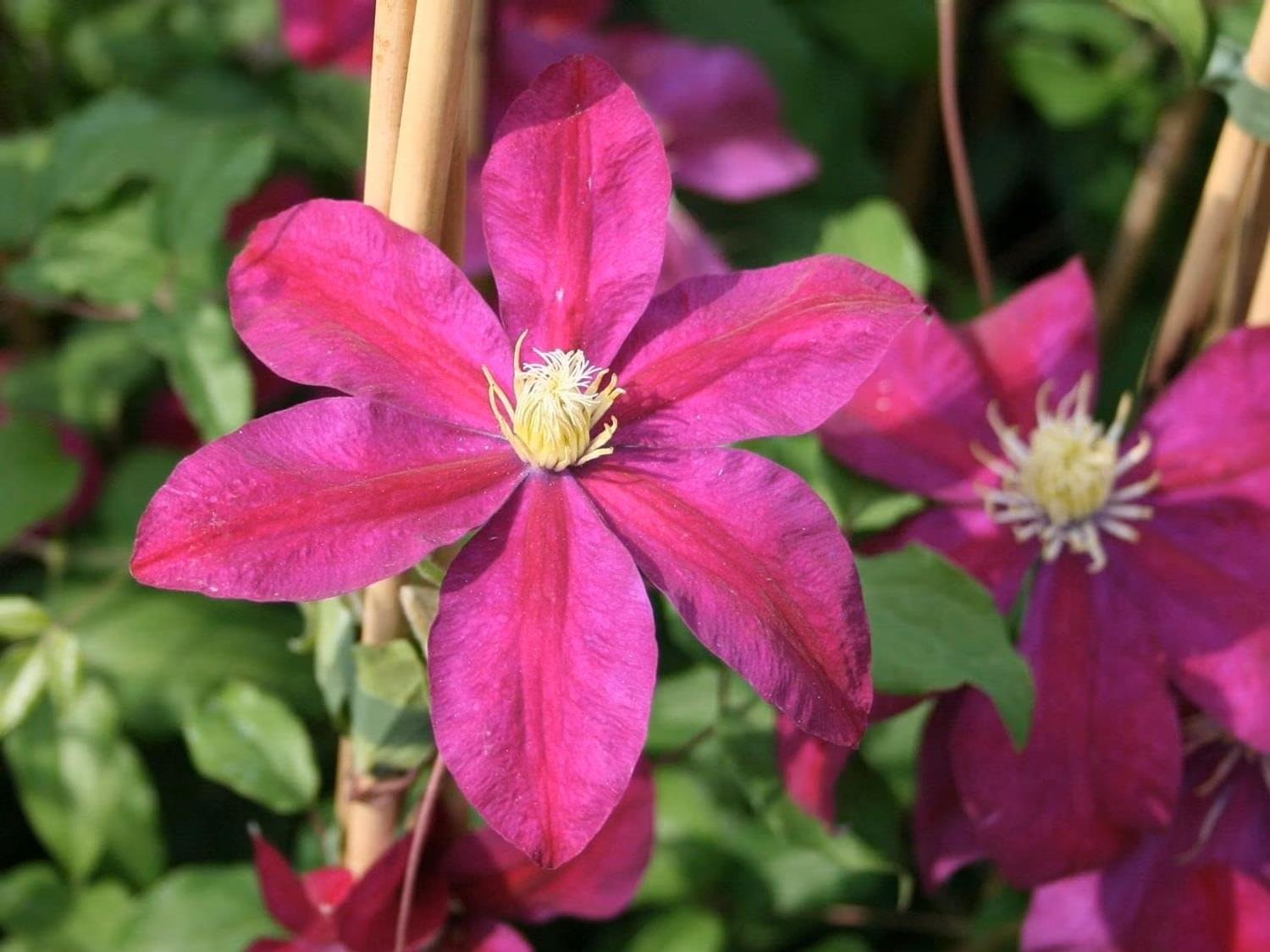 Clematis Orman Asması fidanı - Sunset