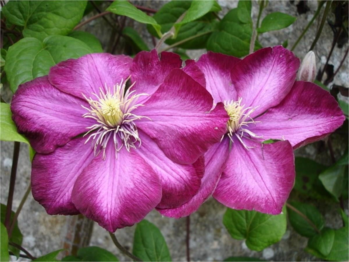 Clematis Orman Asması fidanı - Ville de lyon