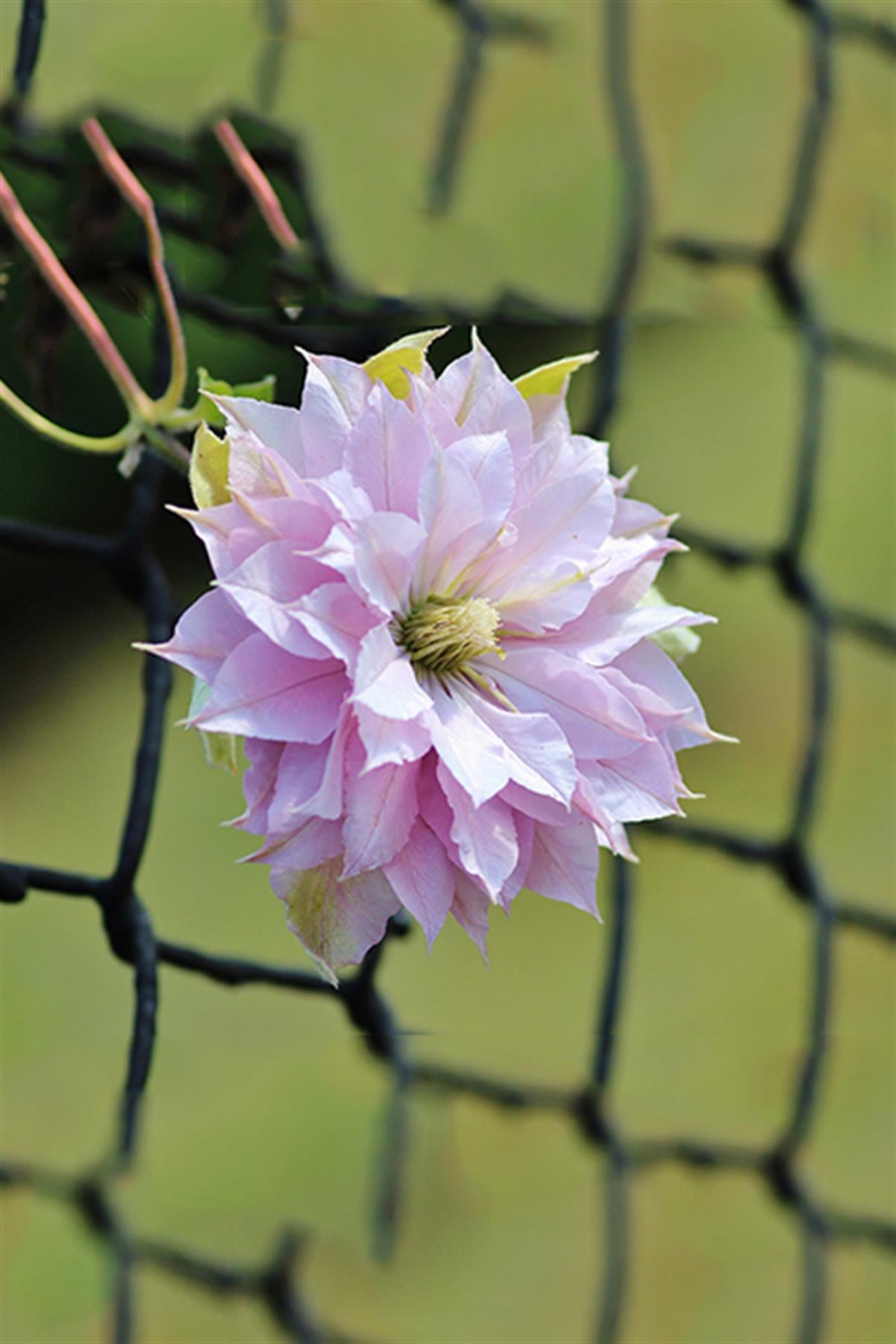 Clematis Orman Asması fidanı - Violet Elizabeth