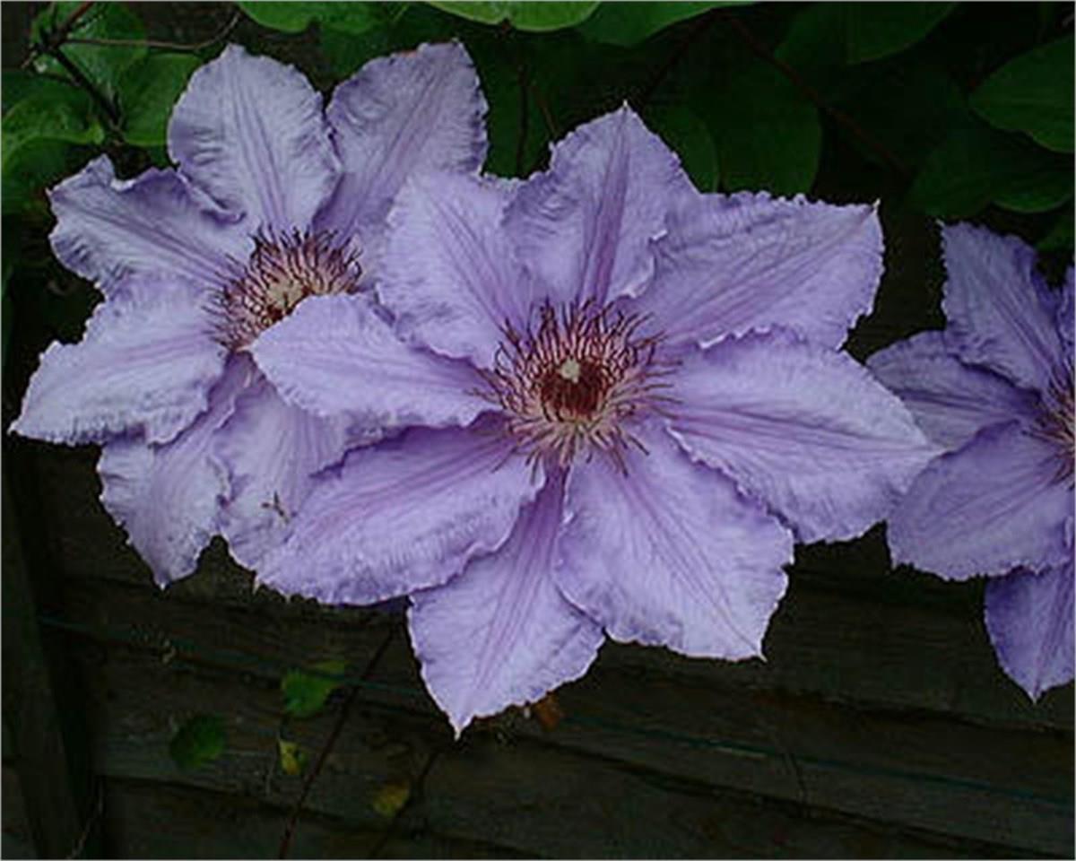 Clematis Orman Asması fidanı - William Kennet