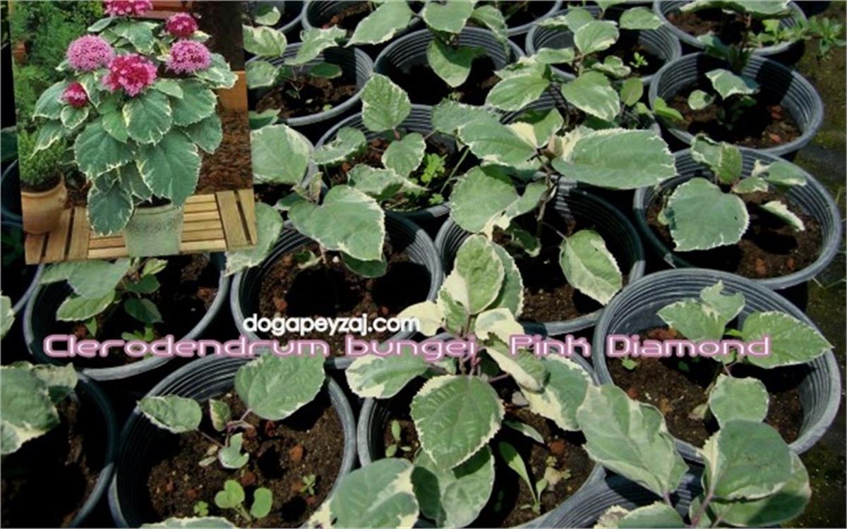 Clerodendrum bungei Pink Diamond Alacalı Meksika Ortanca fidanı