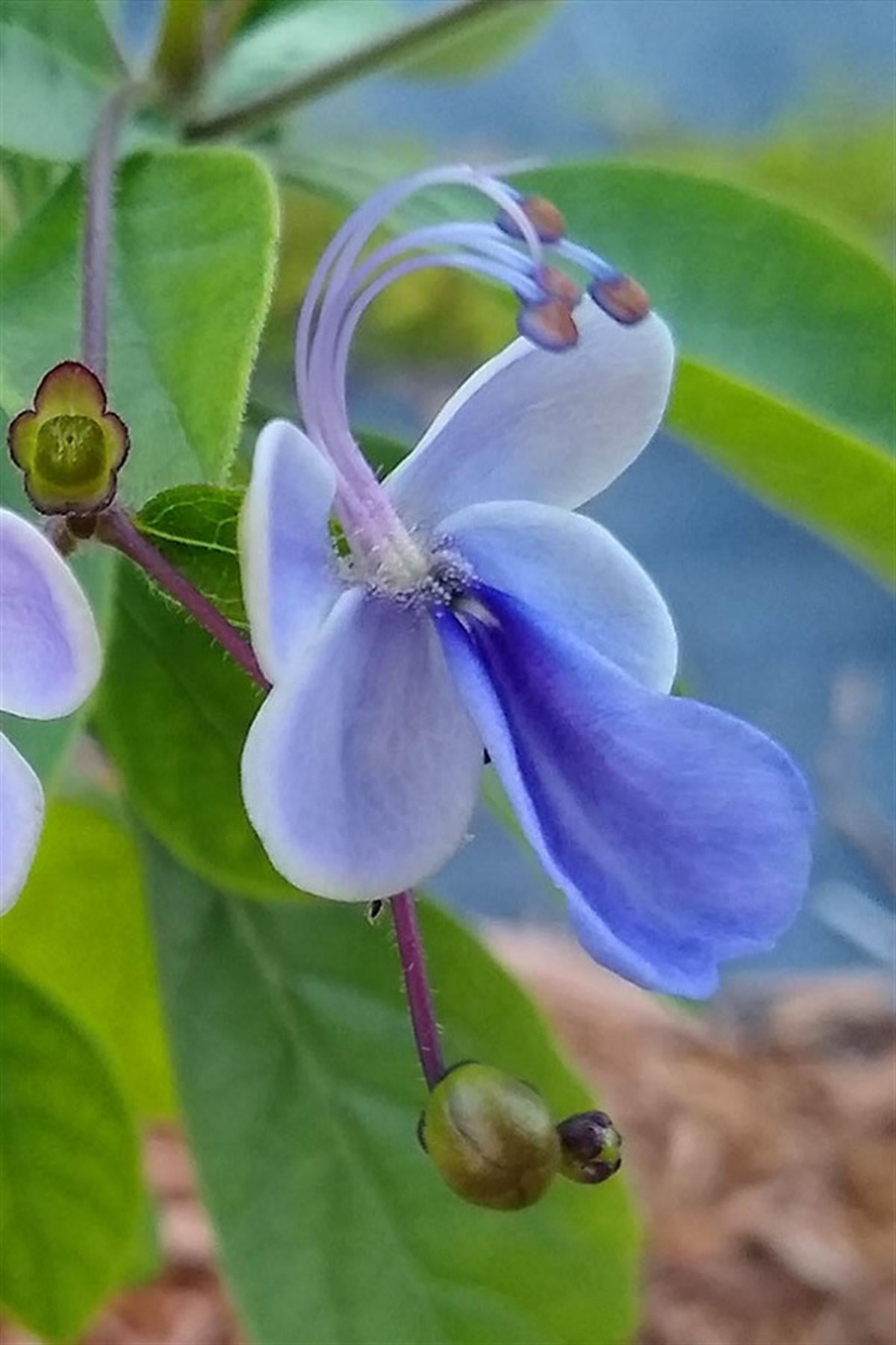 Clerodendrum myricoides Ugandense Mavi Kelebek Çiçeği Fidanı