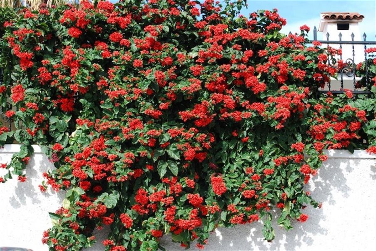 Clerodendrum splendens Sarmaşık Kısmet Ağacı fidanı