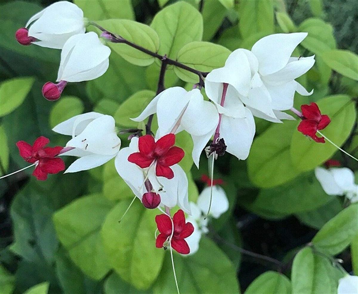 Clerodendrum thomsoniae Kanayan Kalpler Sarmaşığı fidanı