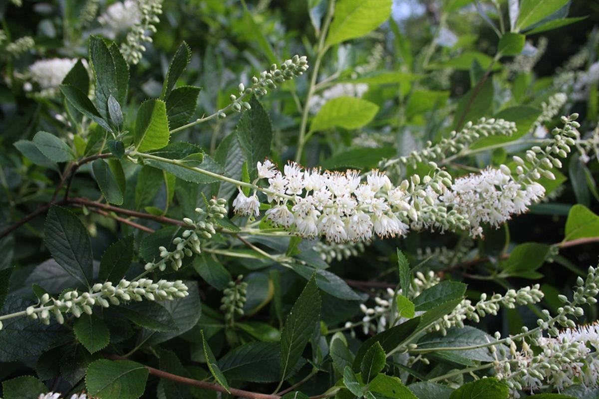 Clethra alnifolia - 10-30 cm