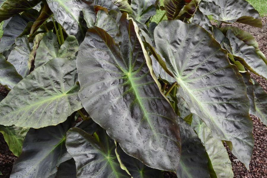 Colocasia esculenta Royal Hawaiian Aloha Fil kulağı fidesi