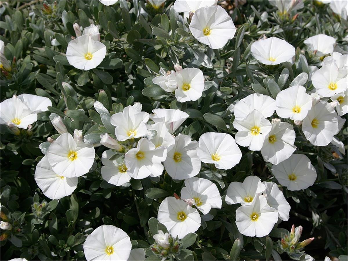 Convolvulus cneorum Gümüş Çalısı Gündüz güzeli fidanı