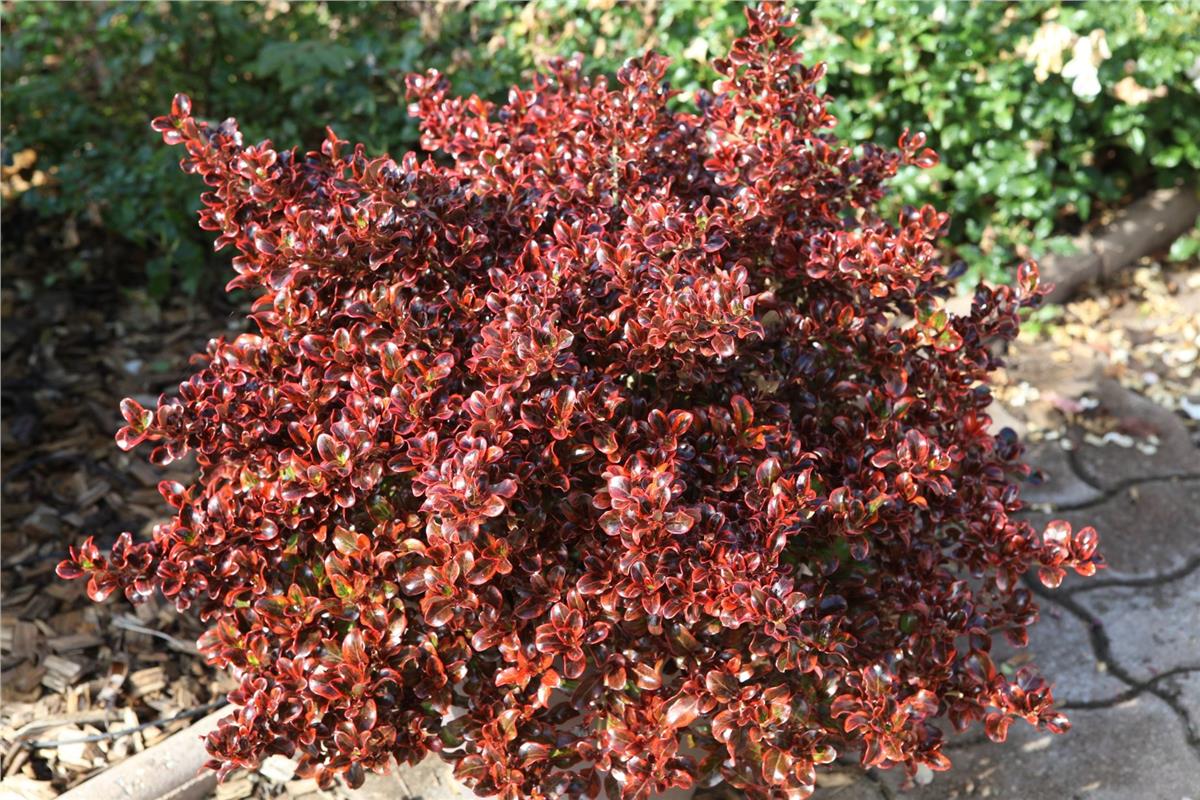 Coprosma fire burst Ayna çalısı fidanı
